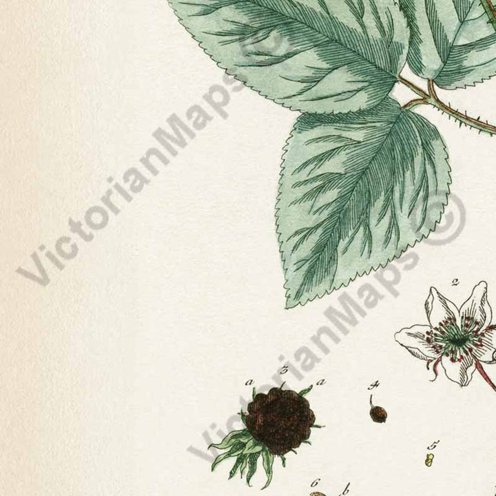 Blackberry / Rubus fruticosus / Brombeere / Bramble fruit - botanical print by Elizabeth Blackwell, A Curious Herbal, 1737
