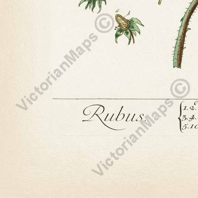 Blackberry / Rubus fruticosus / Brombeere / Bramble fruit - botanical print by Elizabeth Blackwell, A Curious Herbal, 1737