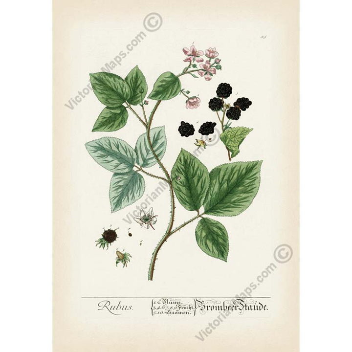 Blackberry / Rubus fruticosus / Brombeere / Bramble fruit - botanical print by Elizabeth Blackwell, A Curious Herbal, 1737