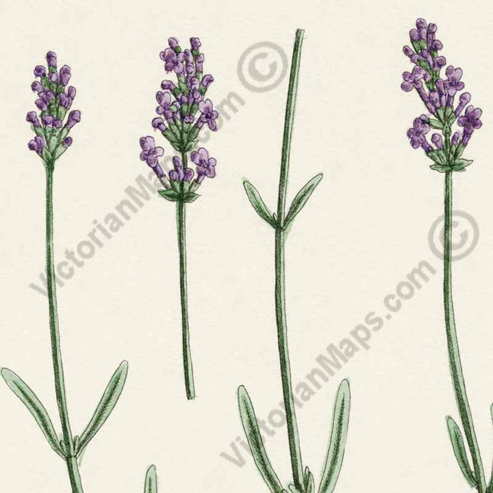 Lavendula Lavandula Lavender - botanical print by Elizabeth Blackwell, A Curious Herbal, 1737 art poster canvas gift