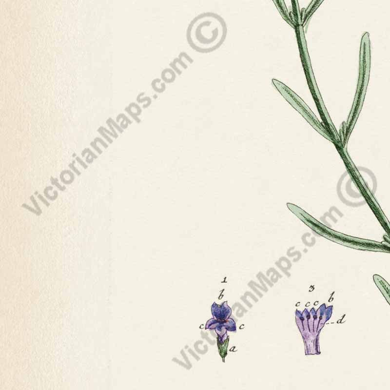 Lavendula Lavandula Lavender - botanical print by Elizabeth Blackwell, A Curious Herbal, 1737 art poster canvas gift