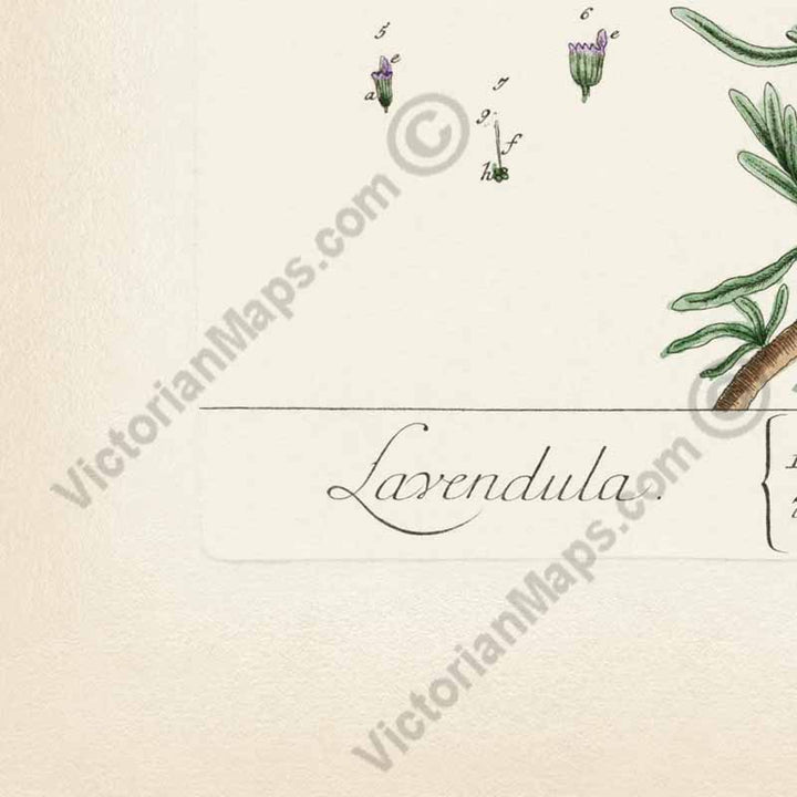 Lavendula Lavandula Lavender - botanical print by Elizabeth Blackwell, A Curious Herbal, 1737 art poster canvas gift