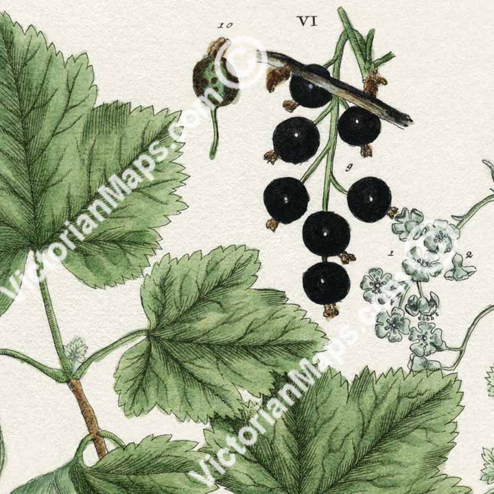 Ribes Johannisbeere Black & Red currant - botanical print by Elizabeth Blackwell, A Curious Herbal, 1737 art poster canvas gift