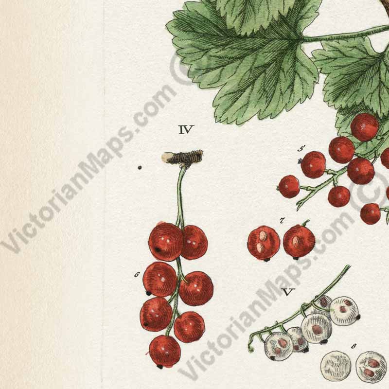 Ribes Johannisbeere Black & Red currant - botanical print by Elizabeth Blackwell, A Curious Herbal, 1737 art poster canvas gift