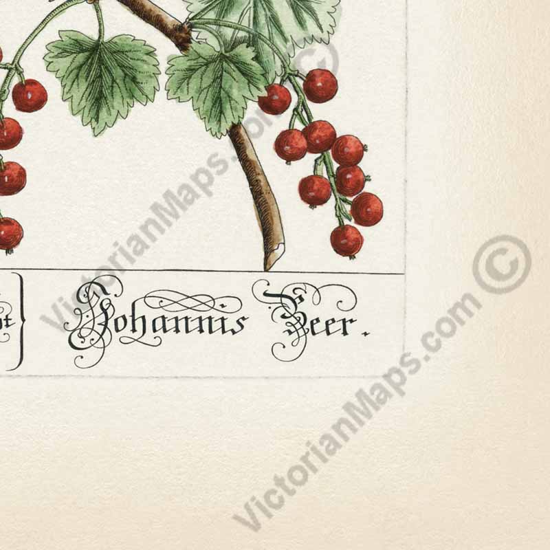 Ribes Johannisbeere Black & Red currant - botanical print by Elizabeth Blackwell, A Curious Herbal, 1737 art poster canvas gift