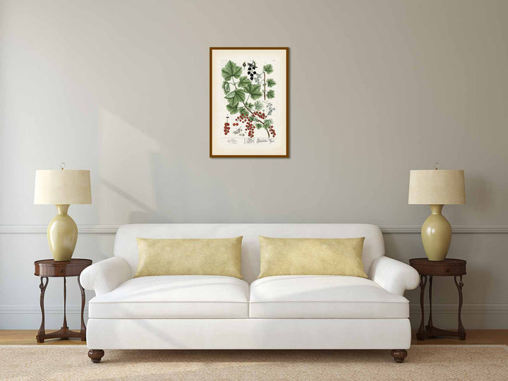 Ribes Johannisbeere Black & Red currant - botanical print by Elizabeth Blackwell, A Curious Herbal, 1737 art poster canvas gift