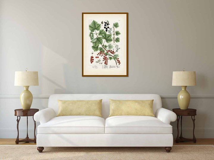 Ribes Johannisbeere Black & Red currant - botanical print by Elizabeth Blackwell, A Curious Herbal, 1737 art poster canvas gift