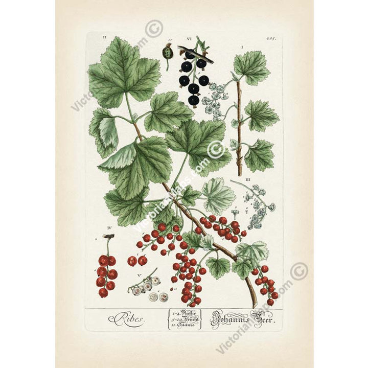 Ribes Johannisbeere Black & Red currant - botanical print by Elizabeth Blackwell, A Curious Herbal, 1737 art poster canvas gift