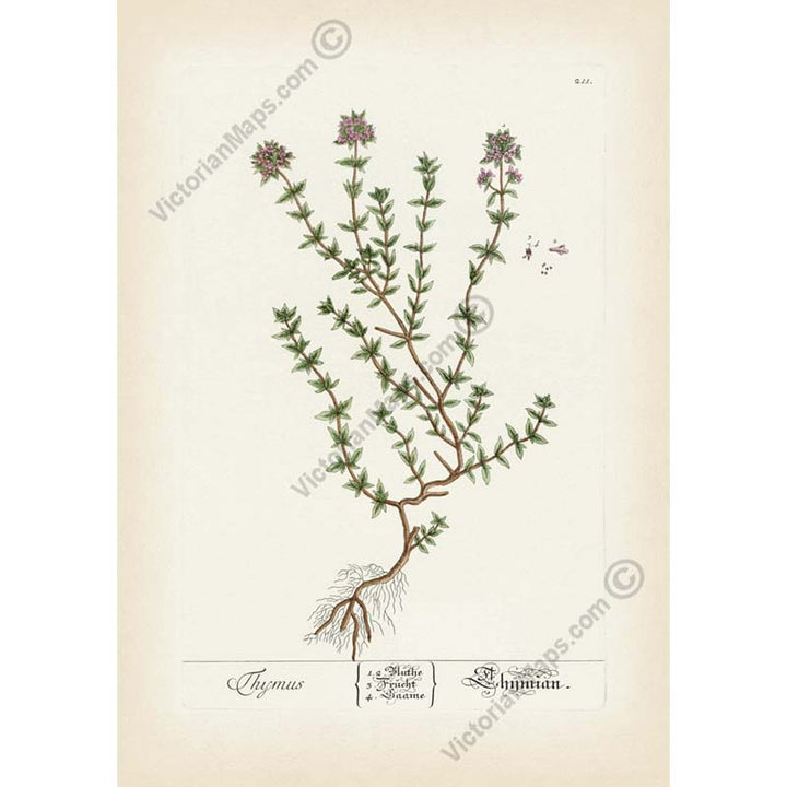 Thyme Thymus Thymian - botanical print by Elizabeth Blackwell, A Curious Herbal, 1737 art poster canvas gift