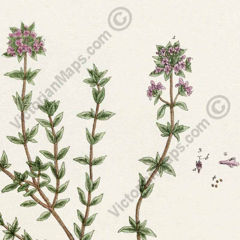 Thyme Thymus Thymian - botanical print by Elizabeth Blackwell, A Curious Herbal, 1737 art poster canvas gift