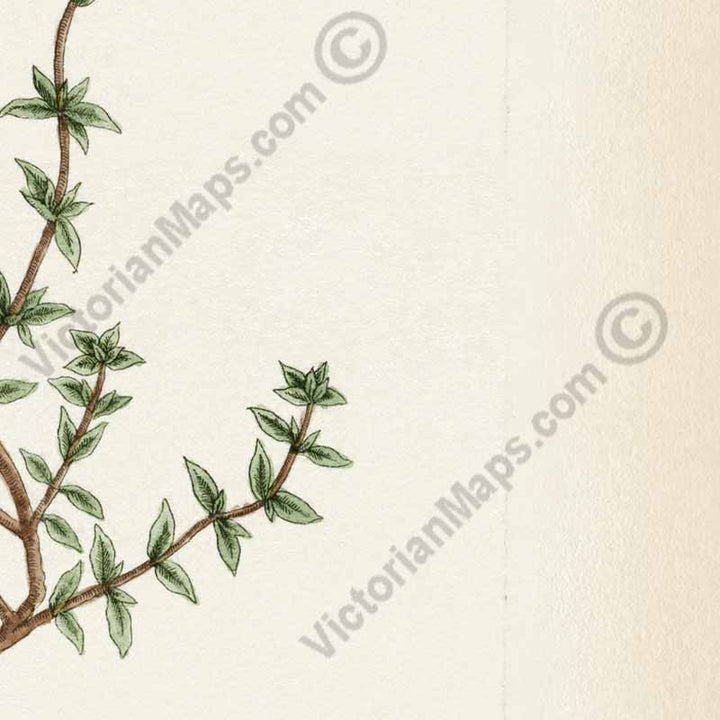 Thyme Thymus Thymian - botanical print by Elizabeth Blackwell, A Curious Herbal, 1737 art poster canvas gift