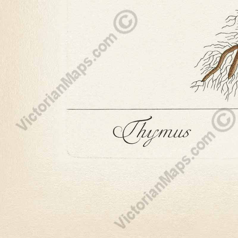 Thyme Thymus Thymian - botanical print by Elizabeth Blackwell, A Curious Herbal, 1737 art poster canvas gift