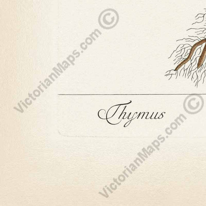 Thyme Thymus Thymian - botanical print by Elizabeth Blackwell, A Curious Herbal, 1737 art poster canvas gift