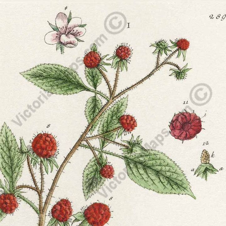 Raspberry Rubus idaeus - botanical print by Elizabeth Blackwell, A Curious Herbal, 1737 art poster canvas gift