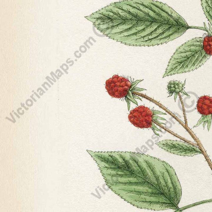 Raspberry Rubus idaeus - botanical print by Elizabeth Blackwell, A Curious Herbal, 1737 art poster canvas gift