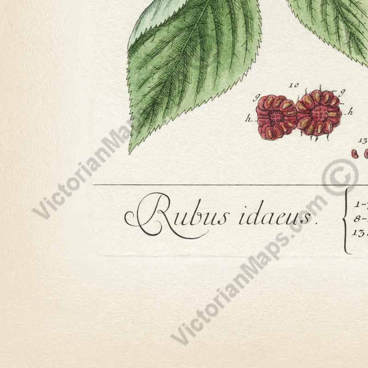 Raspberry Rubus idaeus - botanical print by Elizabeth Blackwell, A Curious Herbal, 1737 art poster canvas gift