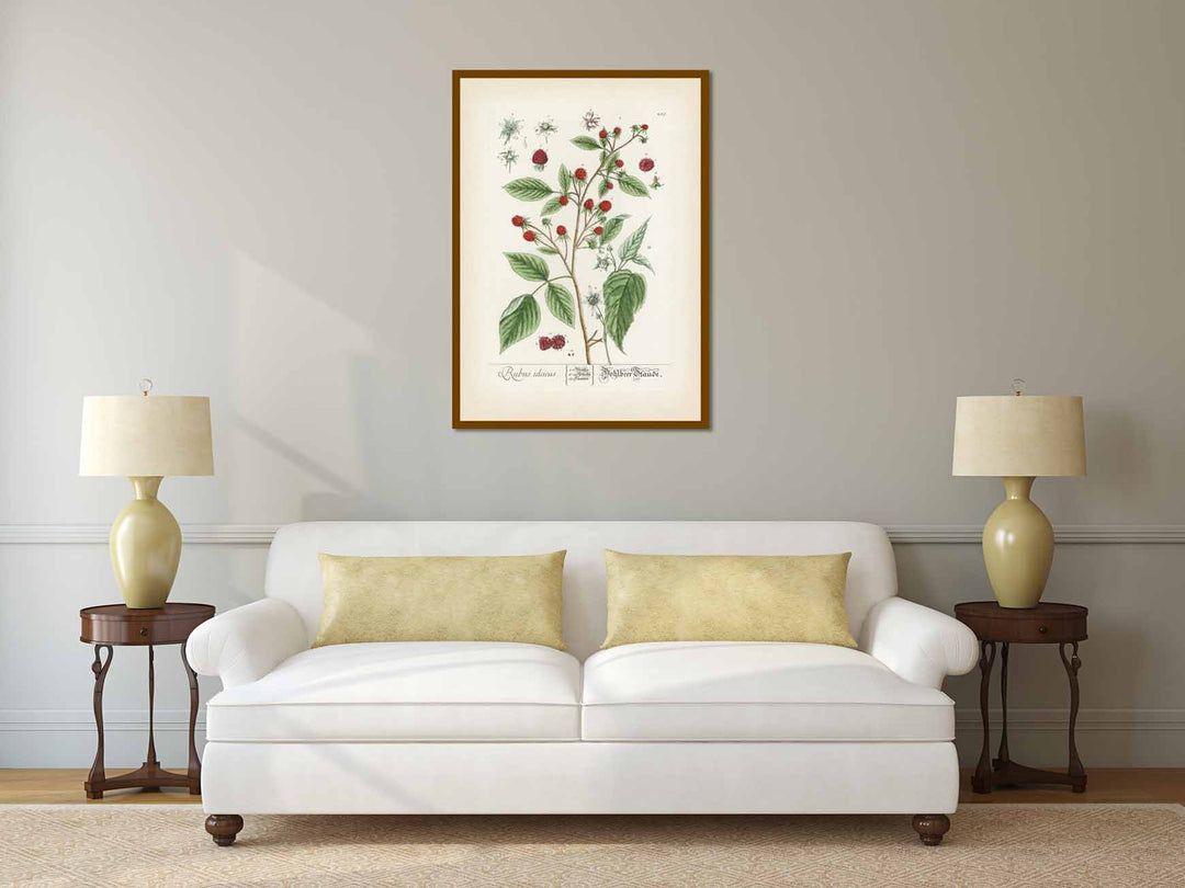 Raspberry Rubus idaeus - botanical print by Elizabeth Blackwell, A Curious Herbal, 1737 art poster canvas gift