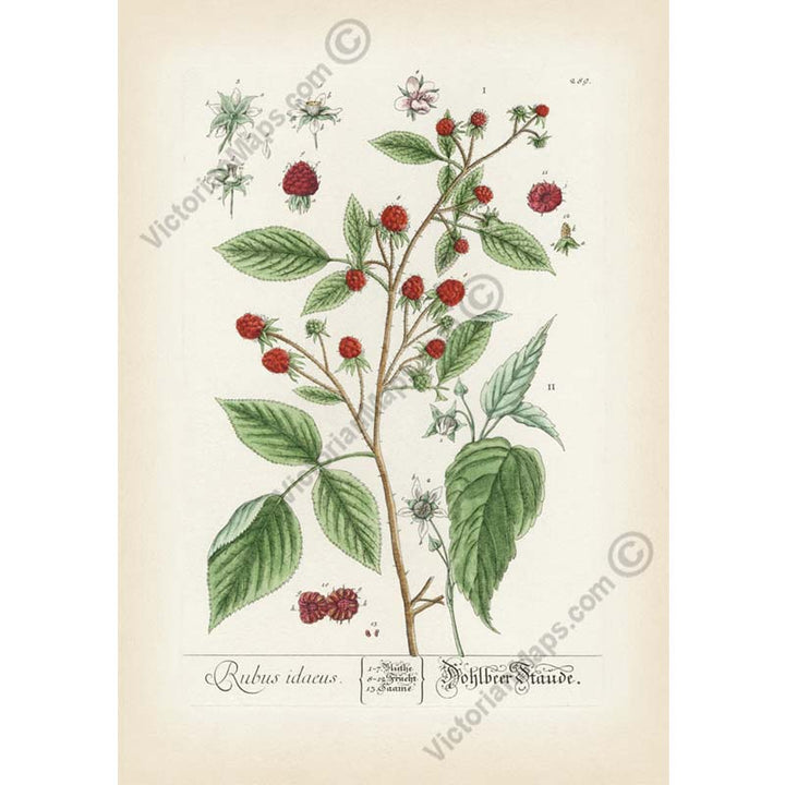 Raspberry Rubus idaeus - botanical print by Elizabeth Blackwell, A Curious Herbal, 1737 art poster canvas gift