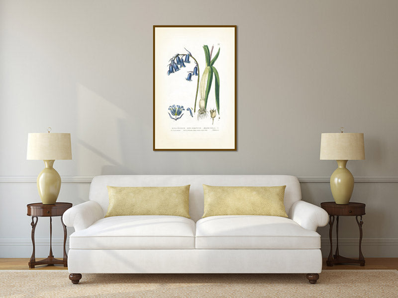 Common Bluebell Hyacinthus Non-scriptus Hare-bell flowering plant, Victorian botanical print by W. Baxter, 1830 art print poster canvas gift