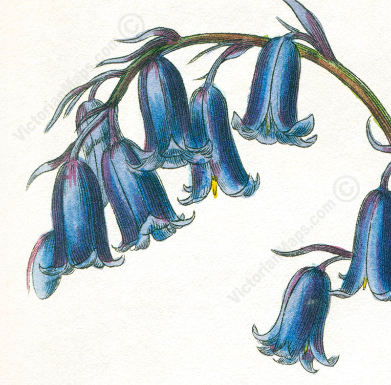 Common Bluebell Hyacinthus Non-scriptus Hare-bell flowering plant, Victorian botanical print by W. Baxter, 1830 art print poster canvas gift