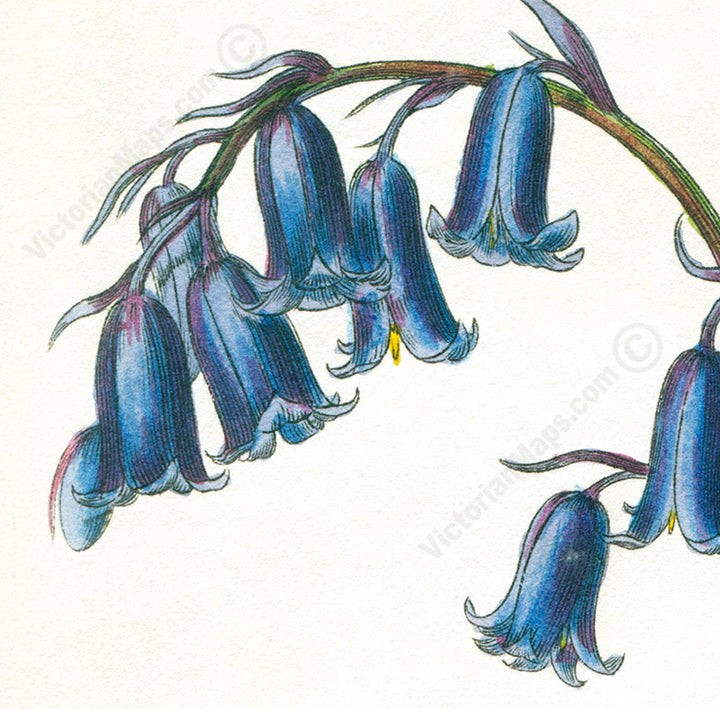 Common Bluebell Hyacinthus Non-scriptus Hare-bell flowering plant, Victorian botanical print by W. Baxter, 1830 art print poster canvas gift