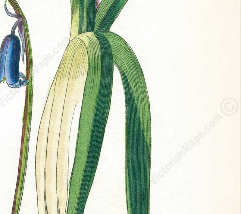 Common Bluebell Hyacinthus Non-scriptus Hare-bell flowering plant, Victorian botanical print by W. Baxter, 1830 art print poster canvas gift