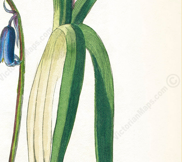 Common Bluebell Hyacinthus Non-scriptus Hare-bell flowering plant, Victorian botanical print by W. Baxter, 1830 art print poster canvas gift