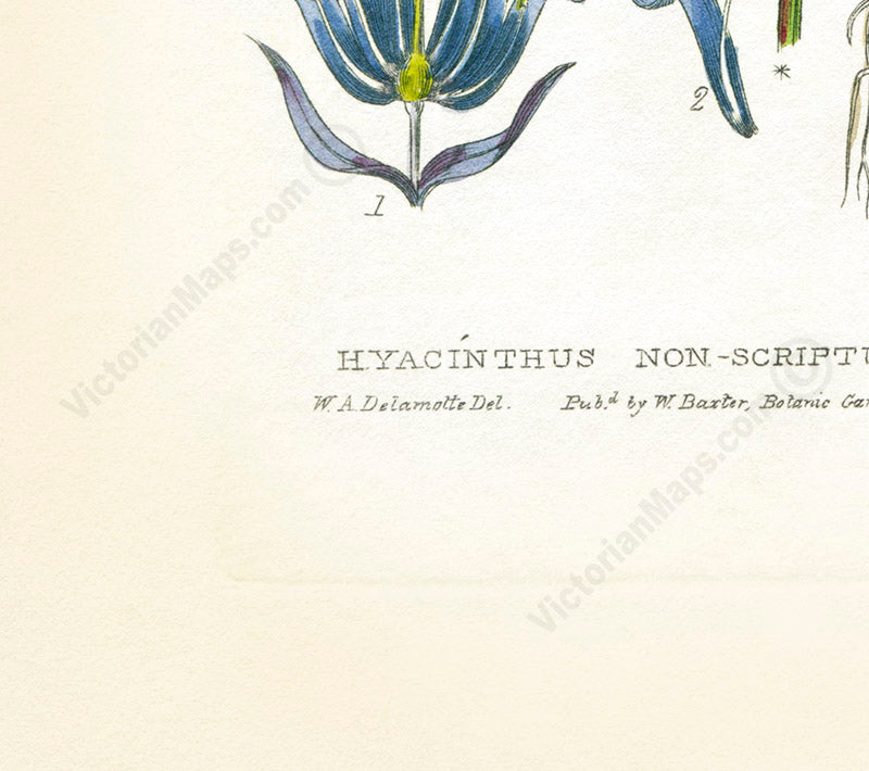 Common Bluebell Hyacinthus Non-scriptus Hare-bell flowering plant, Victorian botanical print by W. Baxter, 1830 art print poster canvas gift