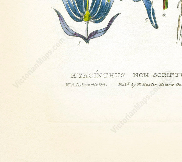 Common Bluebell Hyacinthus Non-scriptus Hare-bell flowering plant, Victorian botanical print by W. Baxter, 1830 art print poster canvas gift