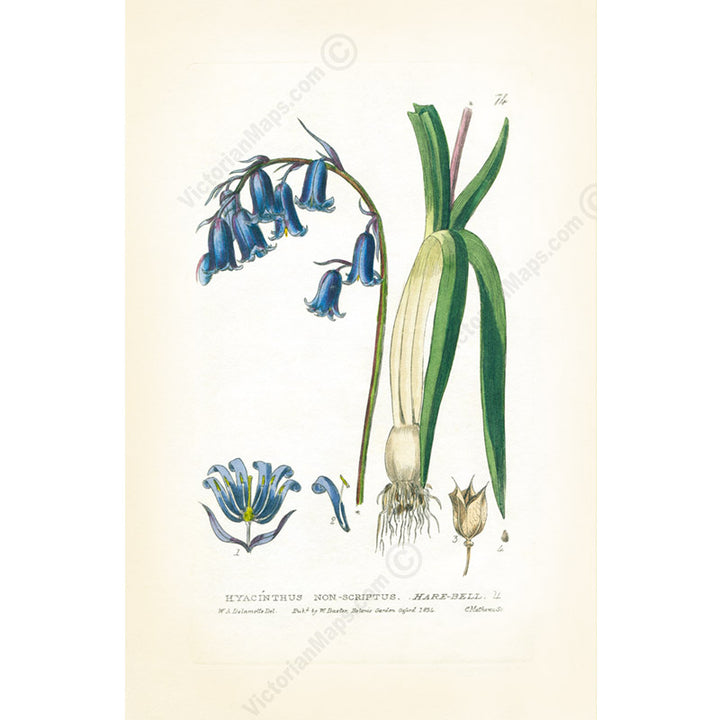 Common Bluebell Hyacinthus Non-scriptus Hare-bell flowering plant, Victorian botanical print by W. Baxter, 1830 art print poster canvas gift
