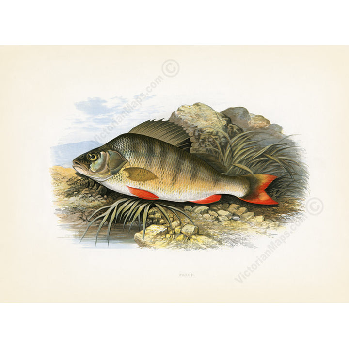 Perch, fish illustration print from Rev. William Houghton's "British Freshwater Fishes", 1879 art poster canvas gift