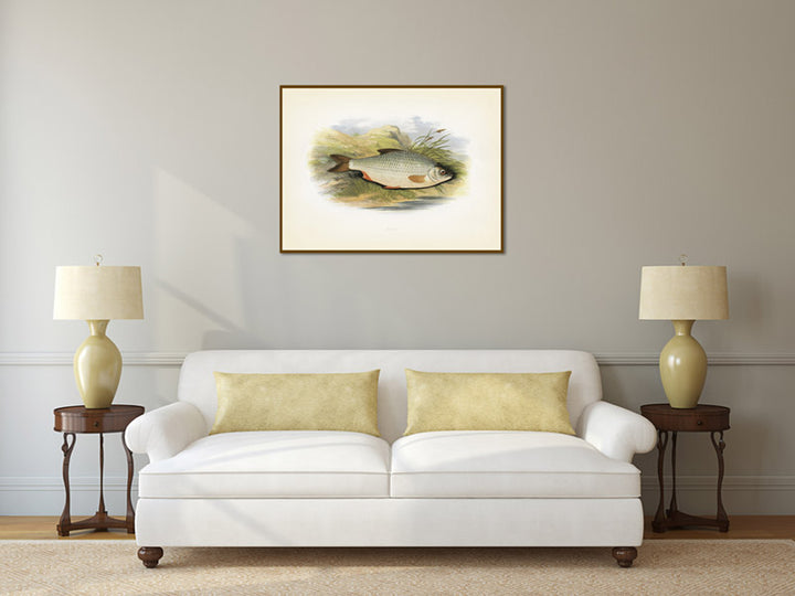 Roach, fish illustration print from Rev. William Houghton's "British Freshwater Fishes", 1879 art poster canvas gift