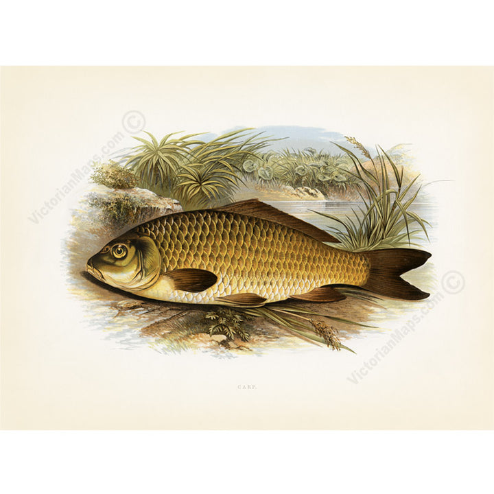 Carp, fish - Victorian illustration print from Rev. William Houghton's "British Freshwater Fishes", 1879 art poster canvas gift