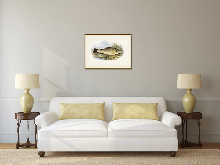 Common trout, fish - illustration print from Rev. William Houghton's "British Freshwater Fishes", 1879 art poster canvas gift
