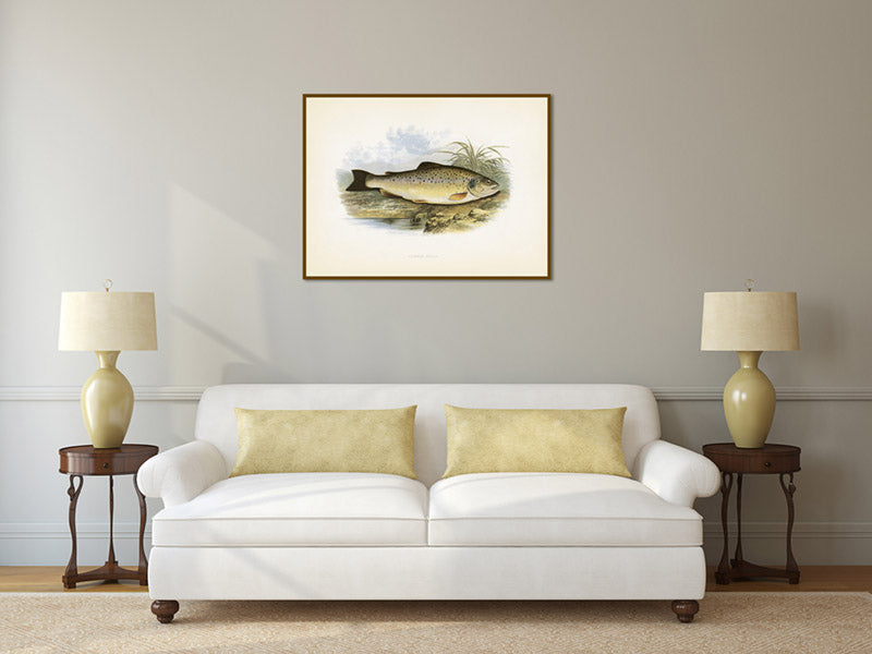 Common trout, fish - illustration print from Rev. William Houghton's "British Freshwater Fishes", 1879 art poster canvas gift