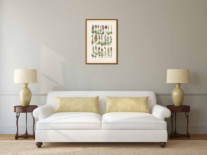 British Orchids - botanical print, published in "British Herbal", John Hill, 1756 art poster canvas gift