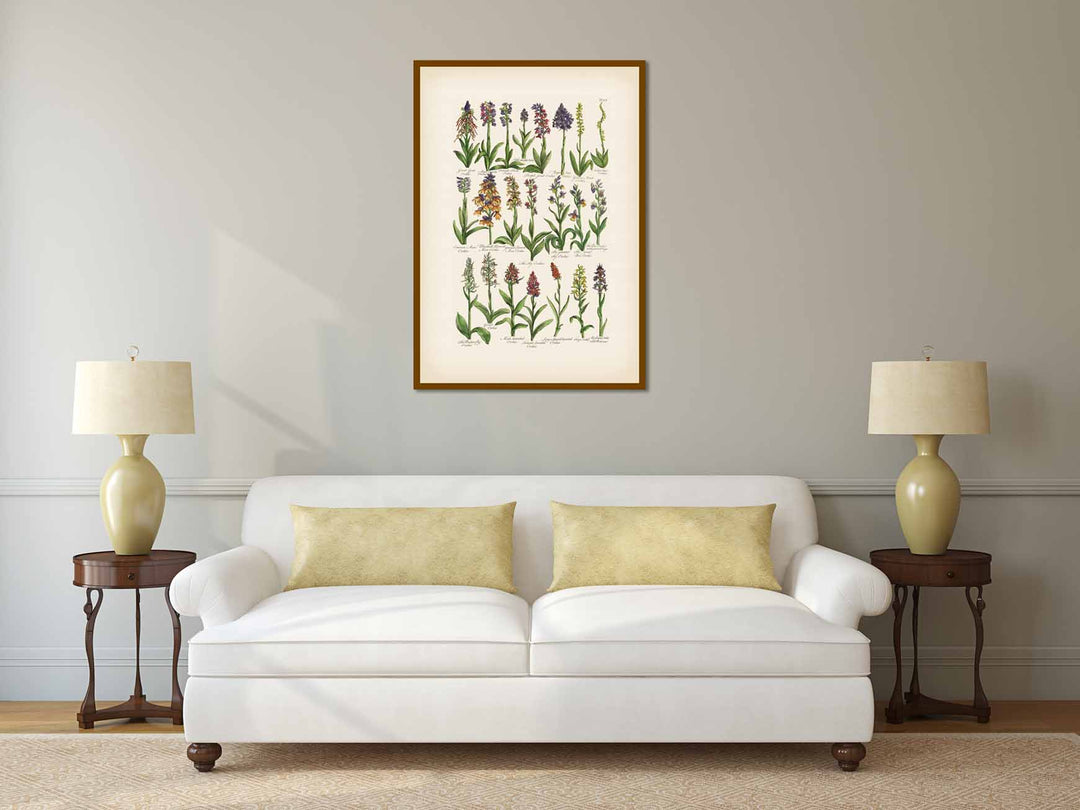 British Orchids - botanical print, published in "British Herbal", John Hill, 1756 art poster canvas gift