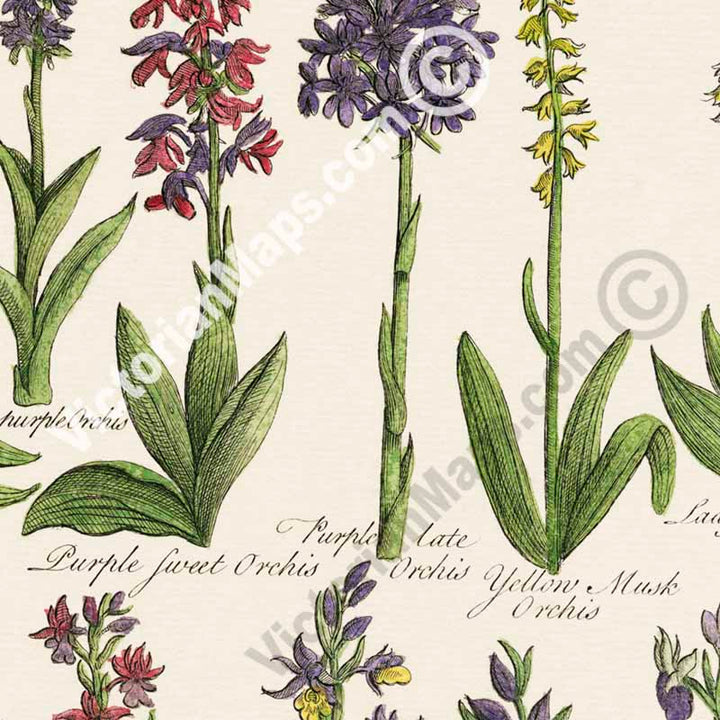 British Orchids - botanical print, published in "British Herbal", John Hill, 1756 art poster canvas gift