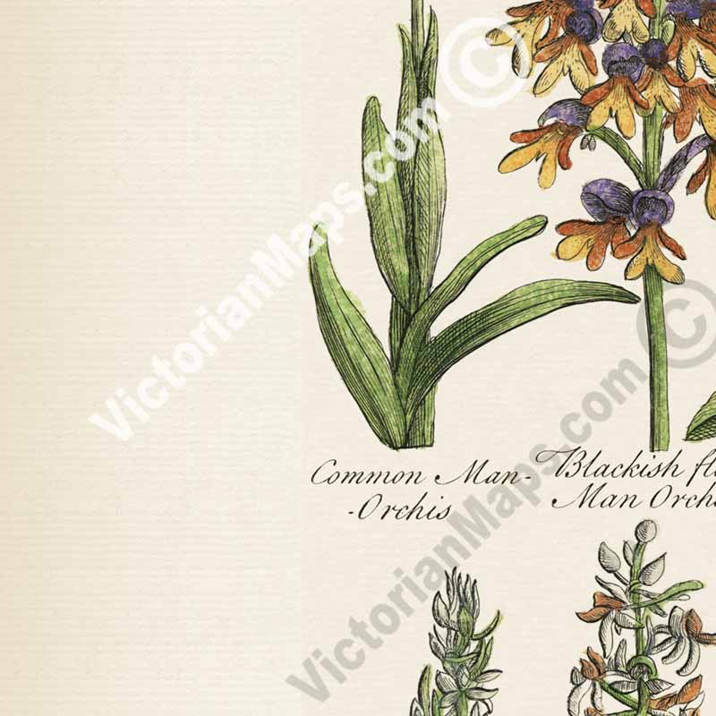British Orchids - botanical print, published in "British Herbal", John Hill, 1756 art poster canvas gift