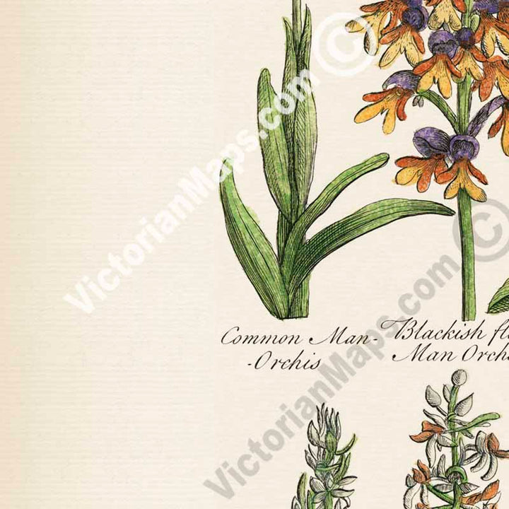 British Orchids - botanical print, published in "British Herbal", John Hill, 1756 art poster canvas gift