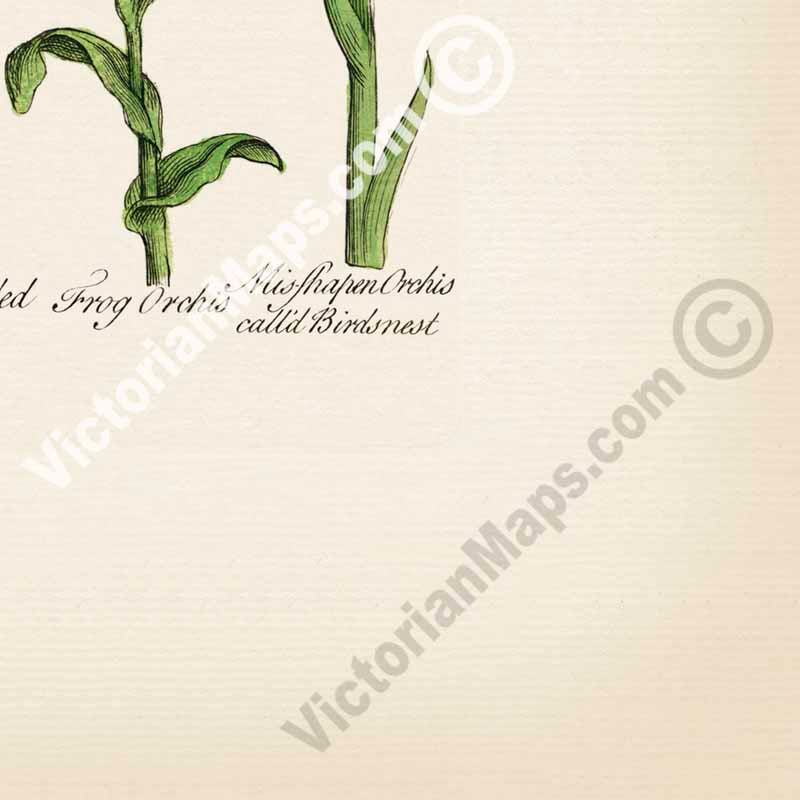 British Orchids - botanical print, published in "British Herbal", John Hill, 1756 art poster canvas gift