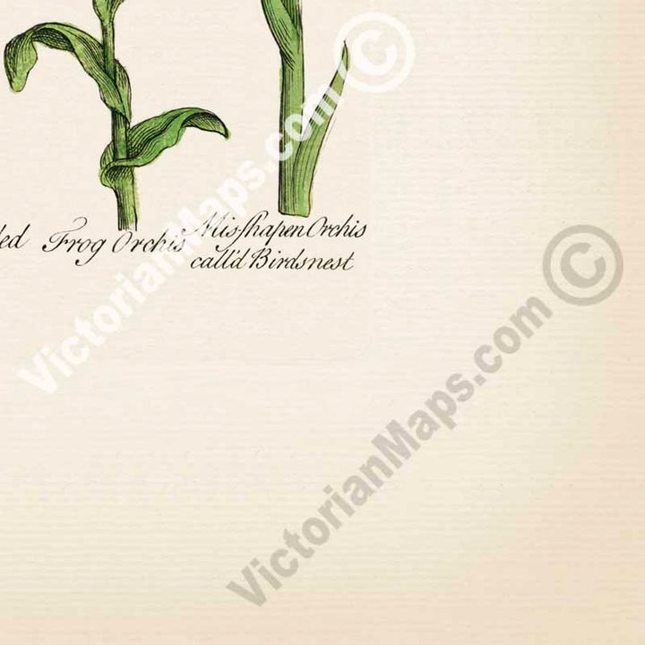 British Orchids - botanical print, published in "British Herbal", John Hill, 1756 art poster canvas gift