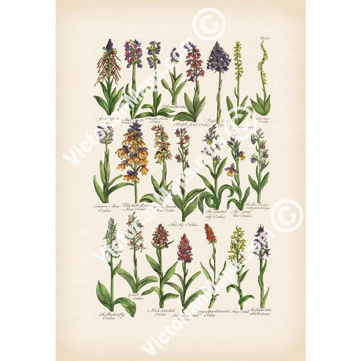 British Orchids - botanical print, published in "British Herbal", John Hill, 1756 art poster canvas gift