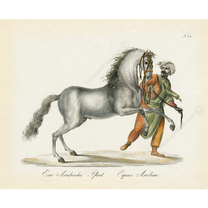 Equus arabiae Arabian horse - an engraved hand-coloured equine print by Karl Brodtmann, 1816 art poster canvas gift