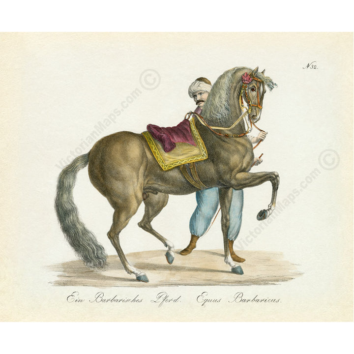 Equus barbaricus Barbarian horse – an engraved hand-coloured equine print by Karl Brodtmann, 1816 art poster canvas gift