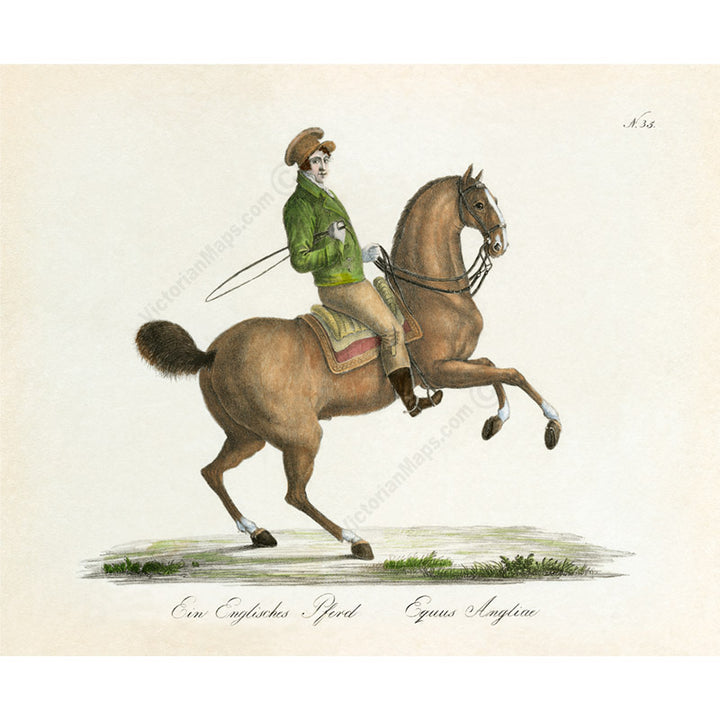 Equus angliae English horse – an engraved hand-coloured equine print by Karl Brodtmann, 1816 art poster canvas gift