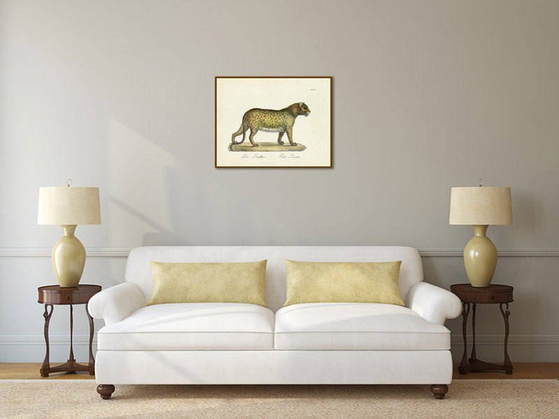 Panther Leopard Felis pardus - a print by Karl Brodtmann, 1816 art poster canvas gift