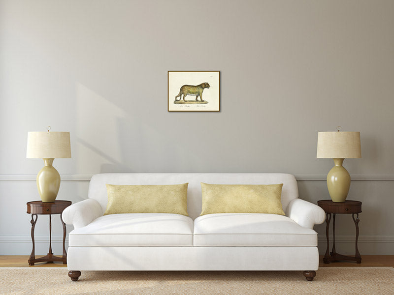 Panther Leopard Felis pardus - a print by Karl Brodtmann, 1816 art poster canvas gift