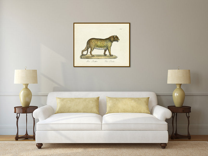 Panther Leopard Felis pardus - a print by Karl Brodtmann, 1816 art poster canvas gift