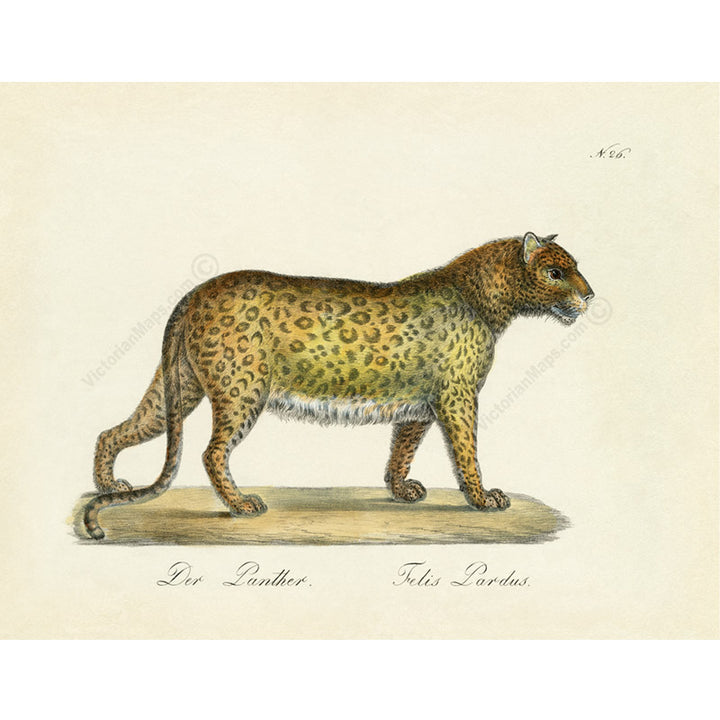 Panther Leopard Felis pardus - a print by Karl Brodtmann, 1816 art poster canvas gift